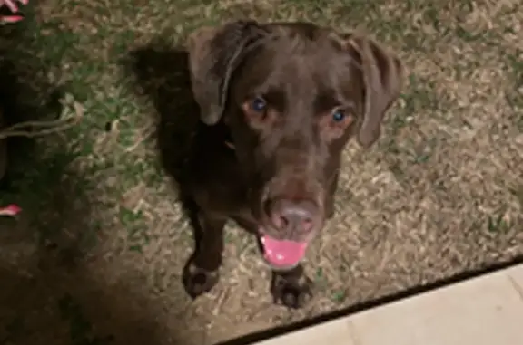 Has a blue collar with the name Theo