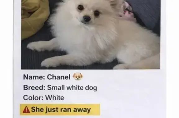 Missing dog Pompano Beach, photo: Lost Dog: Help Find Chanel in Pompano!
