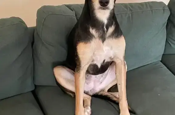 Lost pets Tacoma, photo: Lost Sweet 10yo Dog: Park Ave, Tacoma