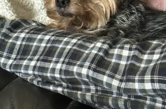 Lost Dog: Unique Ears, Needs Help!