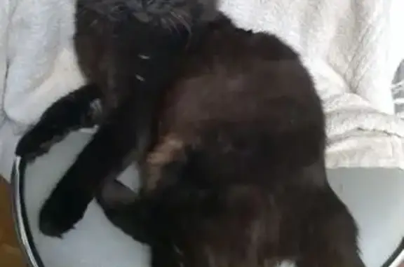 Chat perdu à Noisy-le-Sec : contactez-moi - photo