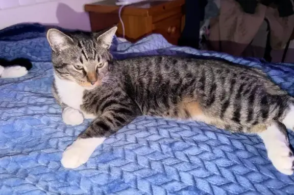 Help Find Benny: Lost Kitten in Clarkdale