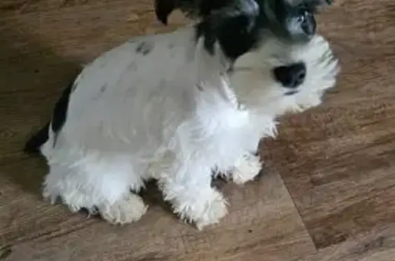 Lost pets , photo: Lost Mini Schnauzers in Missouri Woods