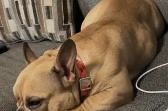 Lost Dog: Tan & White, Galveston Area