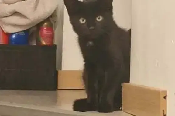 Animaux perdus Maubeuge, photo: Chat perdue craintive à Maubeuge