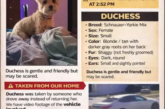 Calm Shnorkie Duchess Lost on Black Mesa