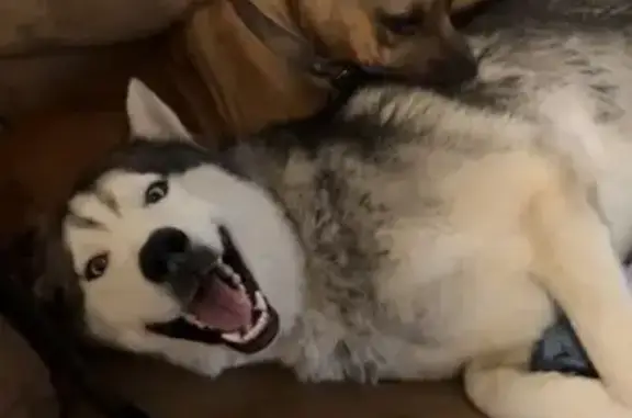 Help Find Injured, Gentle Giant Kodiak