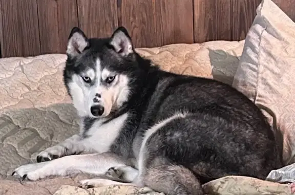 Lost Husky: Black & White, Friendly, I-40