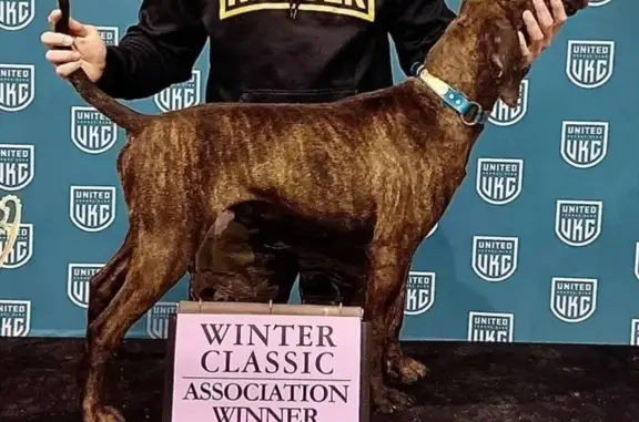 Lost Brindle Dog: JB Horne Rd, Hattiesburg