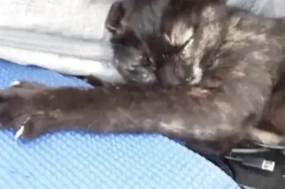 Missing cat Yucaipa, photo: Lost Tortoiseshell Kitty: Milk Mustache