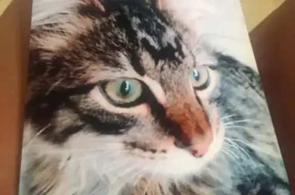 Missing cat Pensacola, photo: Lost Tabby: Green Eyes, Purple Collar