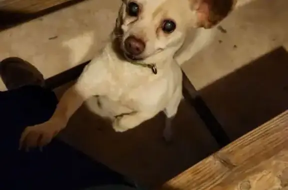 Lost: White Chihuahua with Pink Collar
