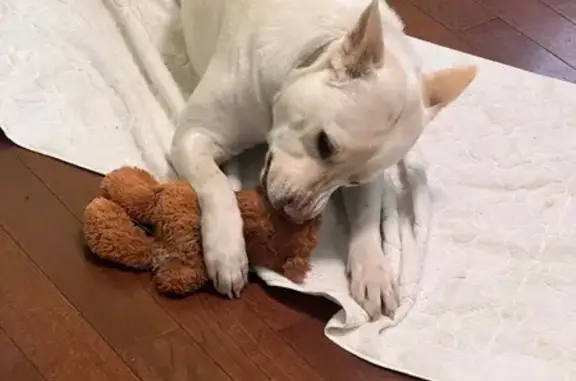 Lost Dog Alert: White Coating in Huntington