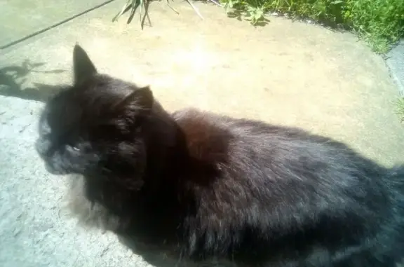 Missing cat , photo: Lost: Shy Black Cat, Limping, New Town