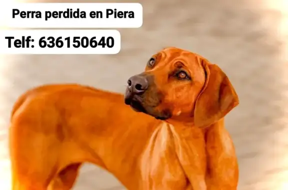 Perro Perdido en Can Claramunt: Ayuda Urgente