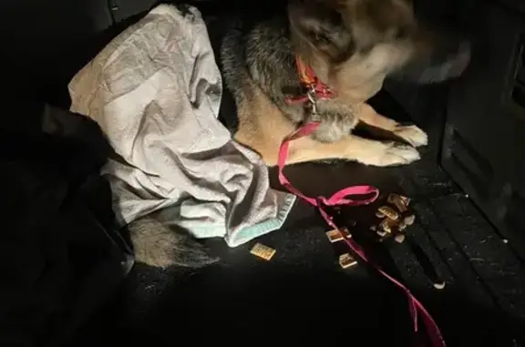 Búsqueda de mascotas, foto: Pastor Alemán con Collar Encontrado en Ajalvir