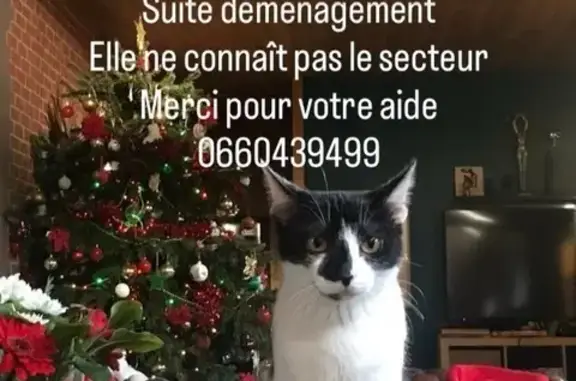 Chatte perdue noire et blanche à Piriac - photo