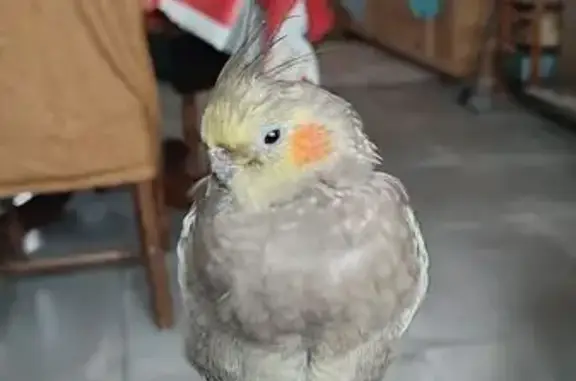 Oiseau gris tacheté perdu à Cessenon-sur-Orb - photo