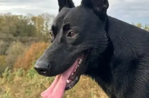 Animaux perdus Trun, photo: Chien noir perdu à Trun, labrador/malinois