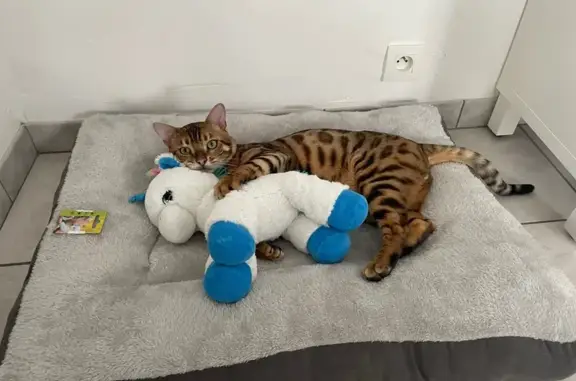 Bengal perdu à Argences, puce Sirius - photo