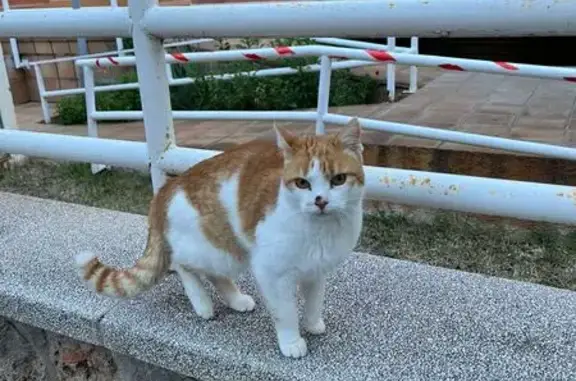 Gato Cariñoso Encontrado en Ca...