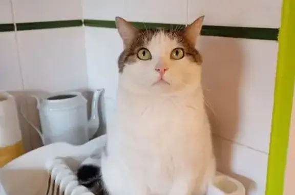 Chat perdu : blanc et tigré, Route de Launaguet - photo