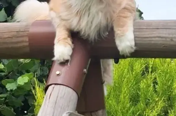 Maine Coon roux et blanc perdu à Liverdy - photo