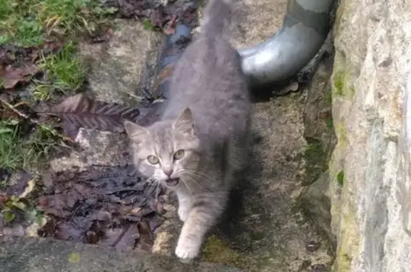 Animaux trouvés , photo: Chaton gris aux yeux verts trouvé à Leuhan