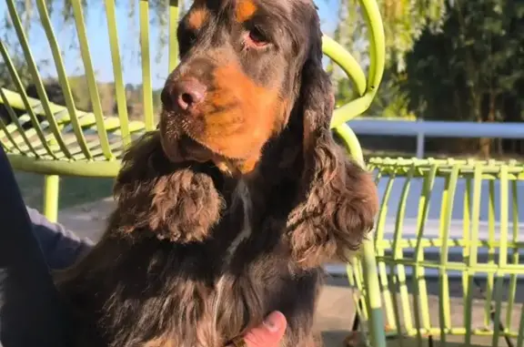 Chien très craintif perdu à Montastruc - photo