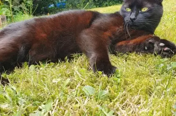 Chat perdu, Quimper, photo: Chatte noire perdue à Quimper