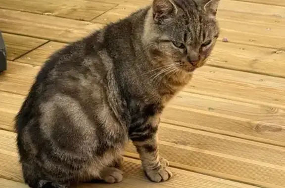 Animaux perdus Cellettes, photo: Chat adulte tigré perdu à Cellettes
