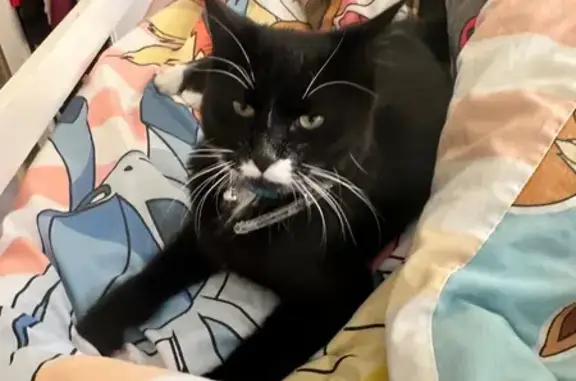 Lost 1-Year-Old Cat: Blue Collar Alert