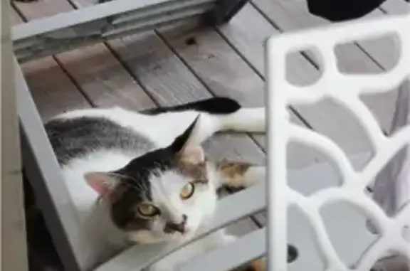 Chat perdu : mâle blanc/gris amical, St-François - photo