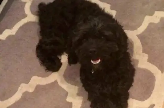 Lost Senior Cockapoo: Blind & Deaf