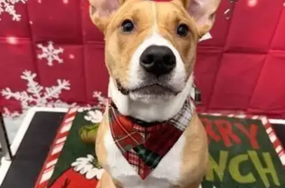 Lost Dog: Tan & White, River Rd, Rome