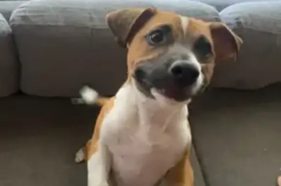 Help Find Kenzoe: Lost Jack Russell in PA - photo