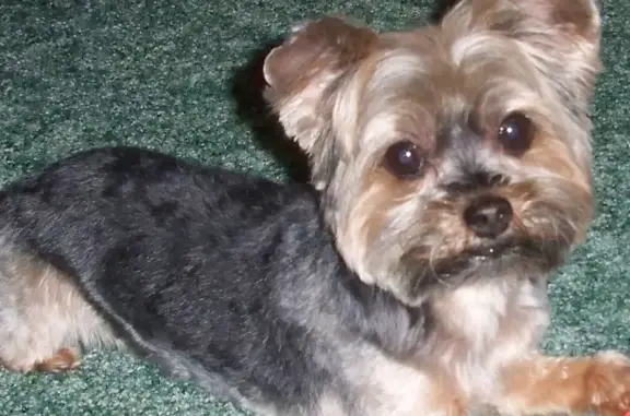 Lost Yorkie in Cleveland, TN - Help!