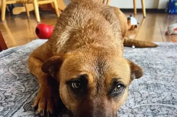 Lost Dog: Short Brown Coat, Pink Collar