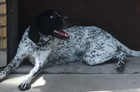 Missing dog Chicago, photo: Lost: Energetic German Pointer in Chicago