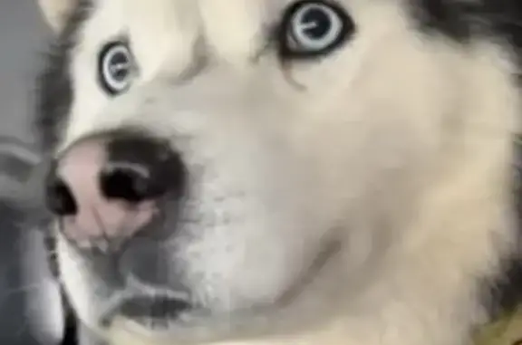 Знайдено собаку Київ, фото: Знайдено хаскі: шукаємо господарів у Києві