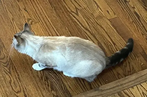 Lost Cat: Gray/White Tabby in Mechanicsville