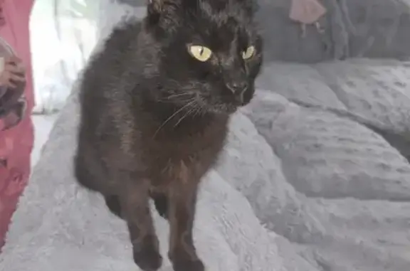 Chat noir âgé perdu à Aussonne - photo