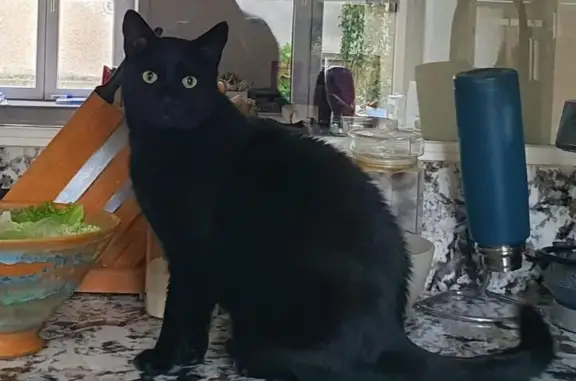 Chat noir perdu à Metz, rue de la Baue - photo