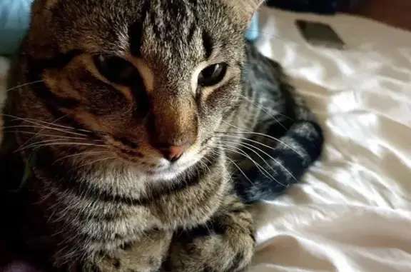 Lost Cat Max: Friendly, Brown Belly, Ipswich