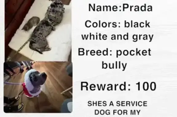 Lost Dog: Bald Patch, Hubbard St, 234