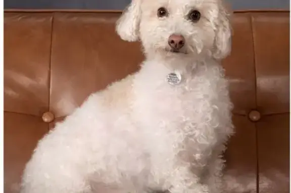 Lost Dog: White with Tan Spots, Crowley