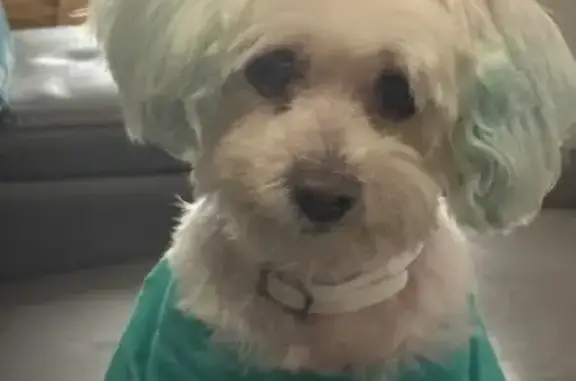 Missing dog Gary, photo: Lost White Dog: Flee Collar, Gary, WA