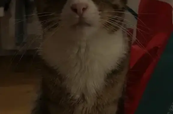 Chat perdu, , photo: Chatte tigrée perdue à Étaples