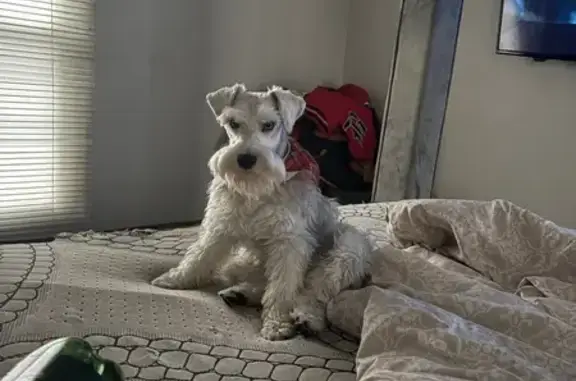 Lost Schnauzer: Grey/White, Blue Eyes
