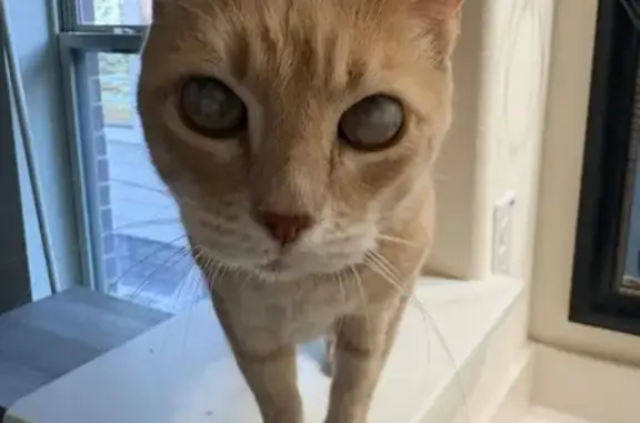 Found cat Irving, photo: Found: Orange Tabby Cat in Irving